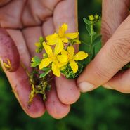 Saint John's Wort