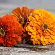 Orange King - Zinnia