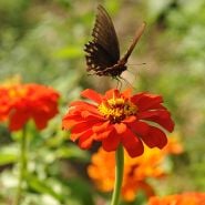 Orange King - Zinnia