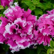 Karkulka Petunias growing in garden.