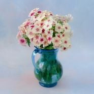Cherry Caramel Phlox in clear, blue water jug.