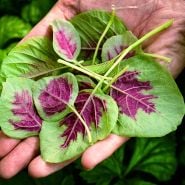 A gardener holding a handfull of young tender Chinese Multicolor Spinach Amaranth leaves.