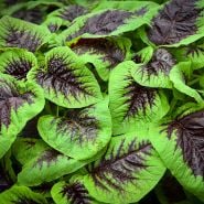 Chinese Multicolor Spinach Amaranth leaves growing in a greenhouse at Baker Creek.