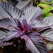 A Hopi Red Dye Amaranth plant growing in the greenhouses at Baker Creek.