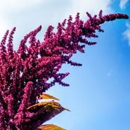 Astalk of Hopi Red Dye Amaranth reaches for the blue sky in the Baker Creek trial gardens.