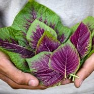 A gardener's hands holding Chinese Multicolor Spinach Amaranth leaves.