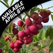 Blueberry Plants, Pink Lemonade (2 plants) Ships prompt