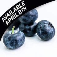 Blueberry Plants, Chandler (2 plants) ships prompt