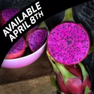 Dragon Fruit Plants, Edgar's Baby (2 plants) ships prompt
