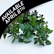 Mint Plants, Chewing Gum (3 plants) ships prompt