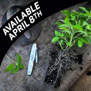 Mint Plants, Thai (3 plants) Ships prompt
