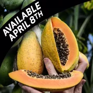 Papaya Plants, Sweet David (3 plants) SHIPS PROMPT