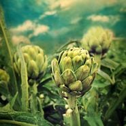 Green Globe Artichokes growing in a field with a turquoise sky peppered with clouds.