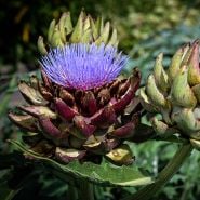 A Green Globe Artichoke blooming in a greenhouse at Baker Creek.