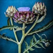 A blooming Green Globe Artichoke against a teal background.