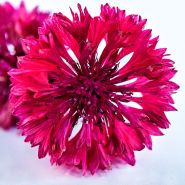 Close-up macro of a single Red Boy Bachelor's Button flower.