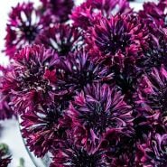 A close-up view of Black Boy Bachelor's Button flowers on a white background.