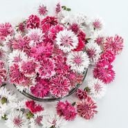Classic Romantic Bachelor's Button flowers arranged on white background.