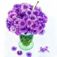 Mauve Lady Bachelor's Button flowers in a green vase on a white background.