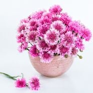 Pinkie Bachelor's Button flowers in pink bowl with a couple of flowers on the side on white.
