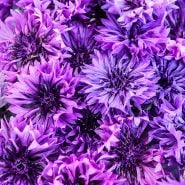 Close-up macro view of Mauve Lady Bachelor's Button flowers.