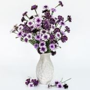 Classic Magic Mix Bachelor's Button flowers in white vase against a white background.