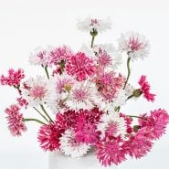 Close-up view of Classic Romantic Bachelor's Buttons in vase on a white background.