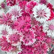 Close-up macro view of Classic Romantic Bachelor's Button flowers.