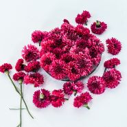 Arrangement of Red Boy Bachelor's Button flowers on a bright white background.