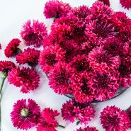 A close-up view of Red Boy Bachelor's Button blooms arranged on a white background.