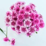 Overhead view of Pinkie Bachelor's Button flowers on white background.