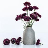 Black Boy Bachelor's Button flowers in a vase on a high key background.