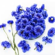 Blue Boy Bachelor's Button flowers arranged on high key background.