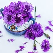 Mauve Lady Bachelor's Button blooms in tiny vase surrounded with flowers on a white background.