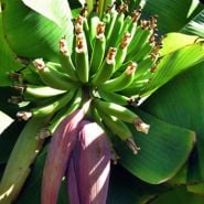 A Dwarf Cavendish Banana Plant flower on a plant. Image courtesy of Agristarts.
