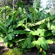 Mature Dwarf Cavendish Banana Plants growing outside. Image courtesy of Agristarts.