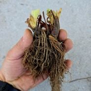 A gardener holds a couple of Quinault Bareroot Strawberry Plants against a concrete wall.