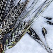 An extreme close-up macro view of Black Hulless Barley.