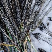 Black Hulless Barley stalks