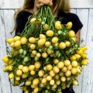 Woman holding a giant cluster of Barry's Crazy Cherry Tomatoes. Image by Lucy Start.