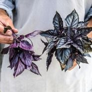A gardener holding a a freshly picked bouquet of Dark Purple Opal Basil.