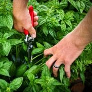 A gardener harvesting Genovese Basil in the gardens at Baker Creek.
