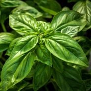 A close-up of Genovese Basil growing on the farm at Baker Creek.