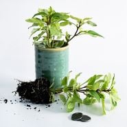 A couple of Perpetuo Basil plants with one in a ceramic pot on a white background.