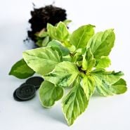 A close-up of the top of a Perpetuo Basil plant with coins to show size on a light background.
