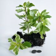 A trio of Perpetuo Basil plants showing nice white roots with coins on a white background.