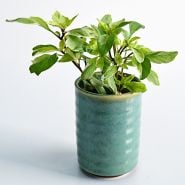 A single Perpetuo Basil plant in a ceramic pot on a white background.