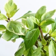 A close-up view of variegated leaves of Perpetuo Basil against a white background.
