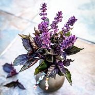 Persian Basil in small raku vase on a slate tile background.