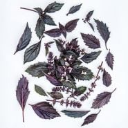 Persian Basil leaves arranged in a circle on a white background.
